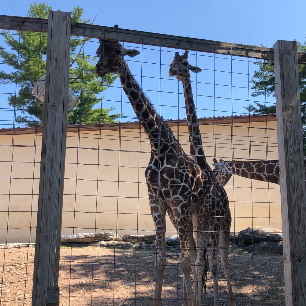 Meet your Posher, Heyleen